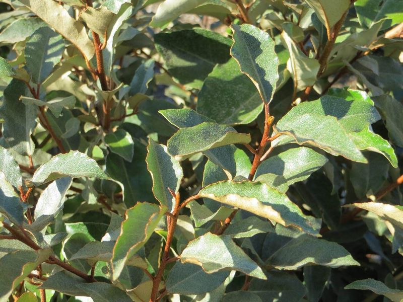 Removing Shrubs Before Spring Fruit Ripens Slows Its Spread Removing Shrubs Before Spring Fruit Ripens Slows Its Spread