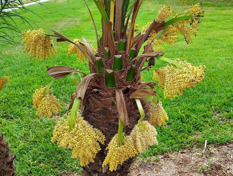Removing Them Won’t Hurt The Palm Removing Them Won’t Hurt The Palm