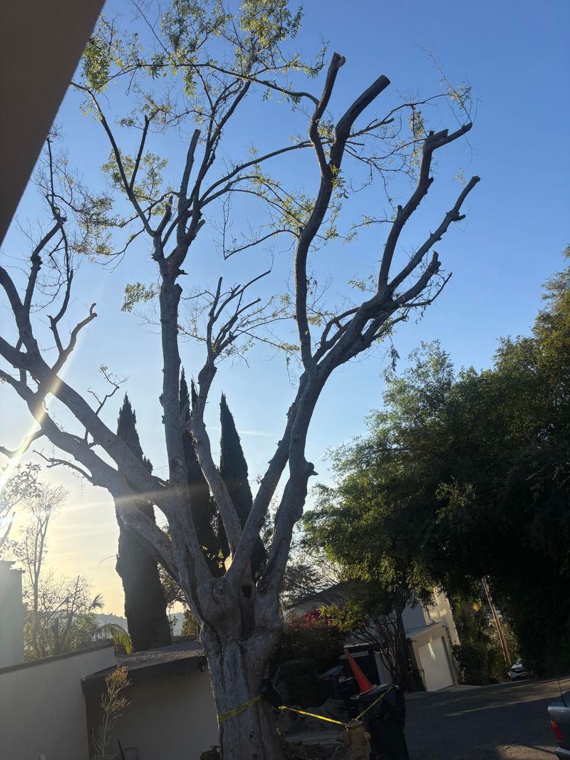Removing Too Much Canopy At Once Removing Too Much Canopy At Once