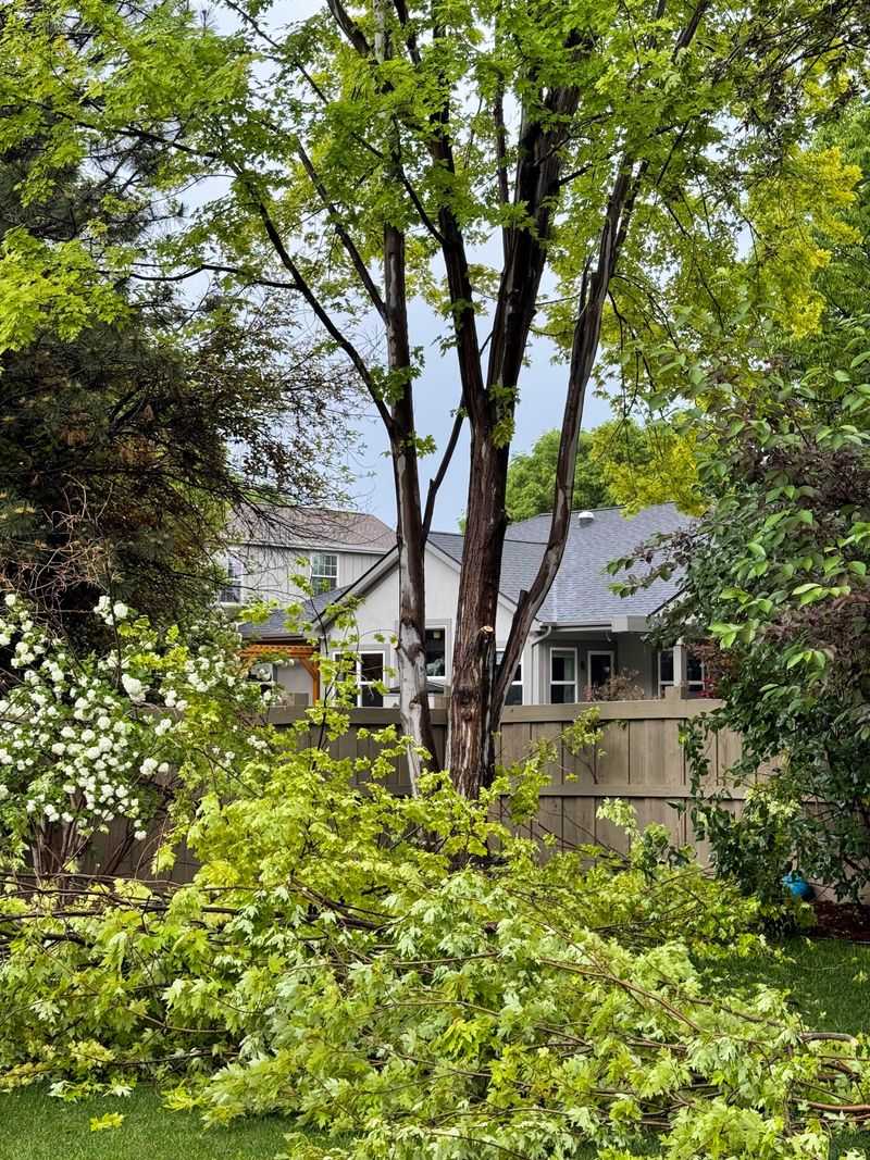 Removing Too Much Living Canopy At Once Adds Stress