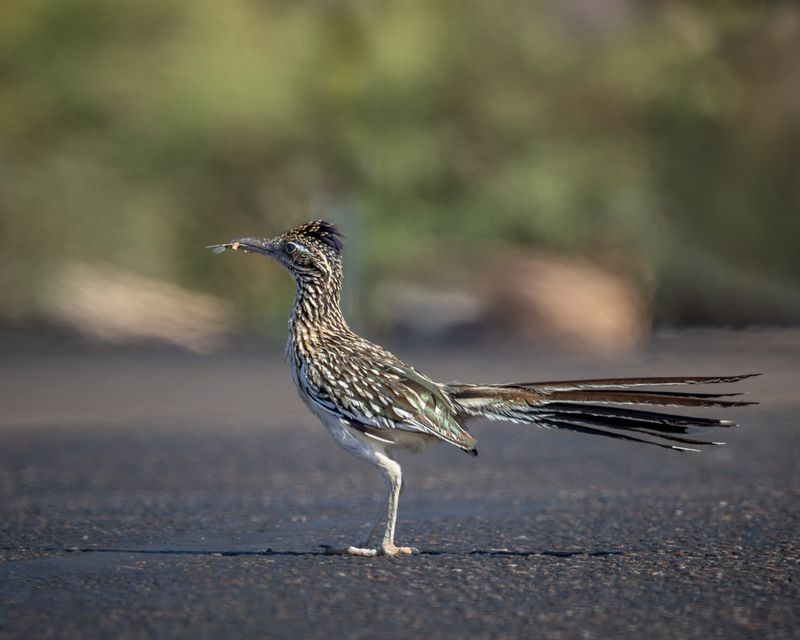 Repeat visits fit ordinary roadrunner behavior, but do not explain this bird