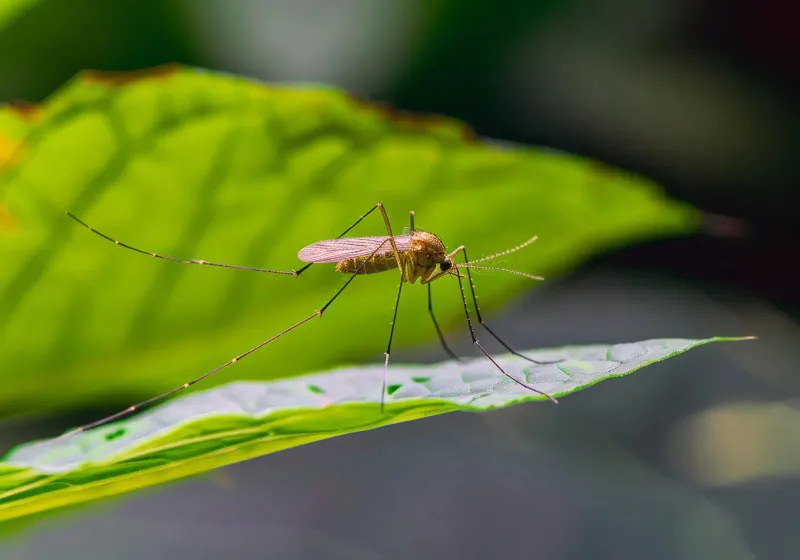 Repellent research does not prove a tree scrambles mosquito signals Repellent research does not prove a tree scrambles mosquito signals