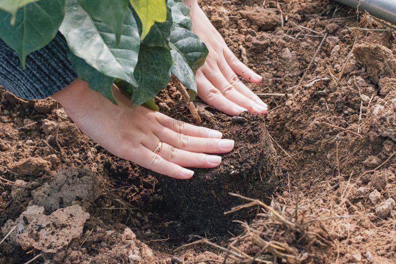 Replant With Tough, Wind-Tolerant Alabama Natives Replant With Tough, Wind-Tolerant Alabama Natives