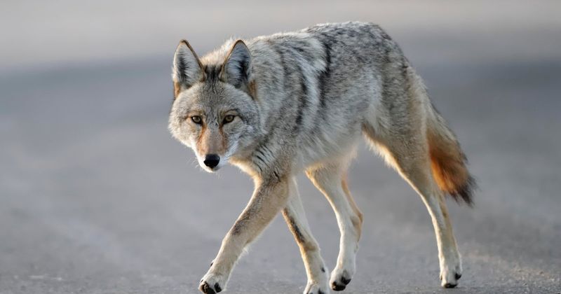 Report Bold Or Aggressive Coyotes To DEC
