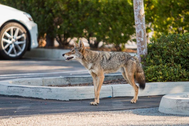 Report Bold Or Sick Coyotes To Wildlife Officials
