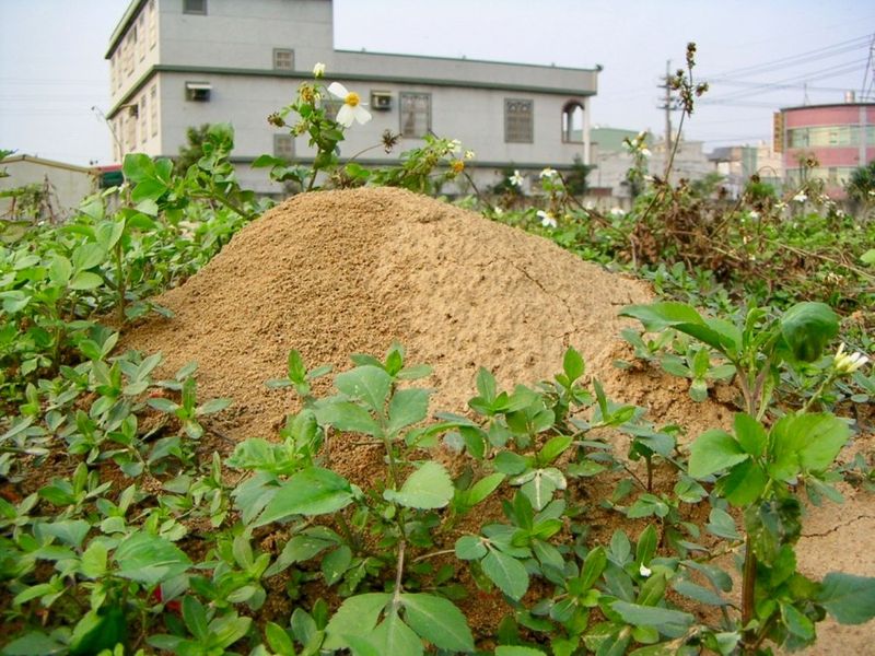 Report Mounds Outside The Quarantine To VDACS Report Mounds Outside The Quarantine To VDACS