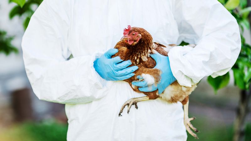 Report Sudden Flock Losses To The State Veterinarian