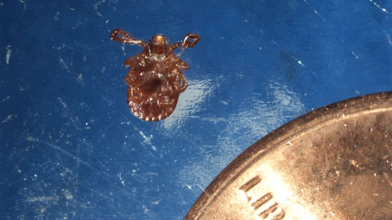 Report Suspected Sightings To State Experts
