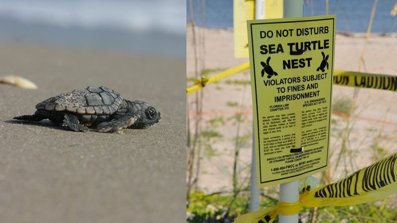 Report Wildlife Violations To FWC’s Hotline Report Wildlife Violations To FWC’s Hotline