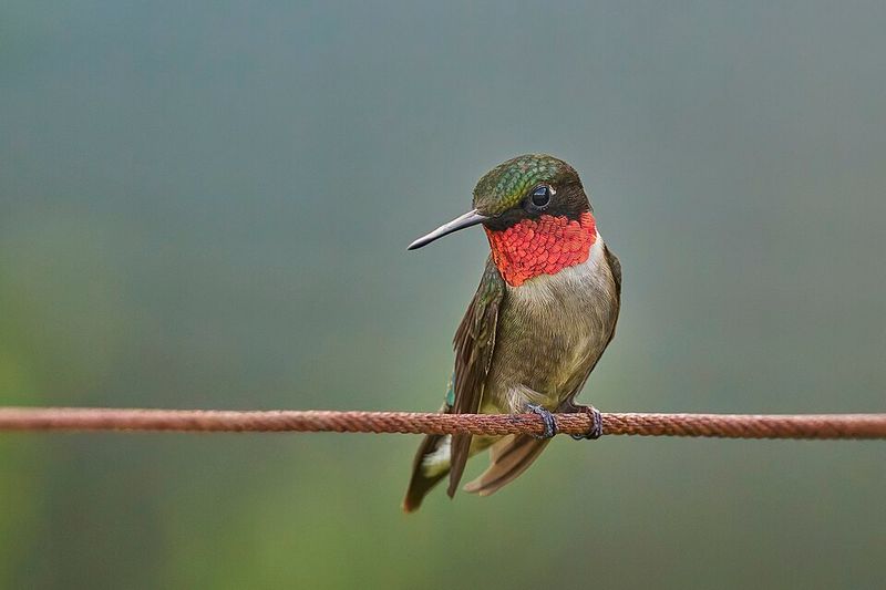 Report Your Sighting To Bird Scientists