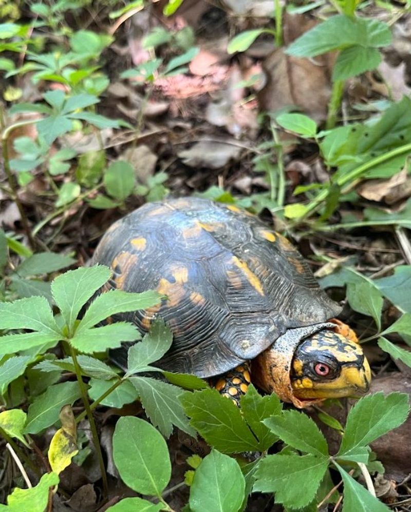 Report Your Sighting To Virginia Wildlife Groups