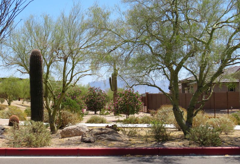 Reports of tree stress do not describe every yard