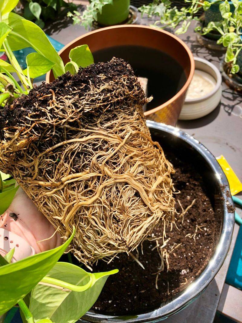 Repot A Cramped Root Ball