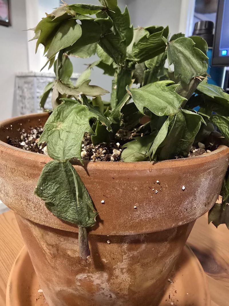 Repot In Fresh Fast Draining Mix Repot In Fresh Fast Draining Mix