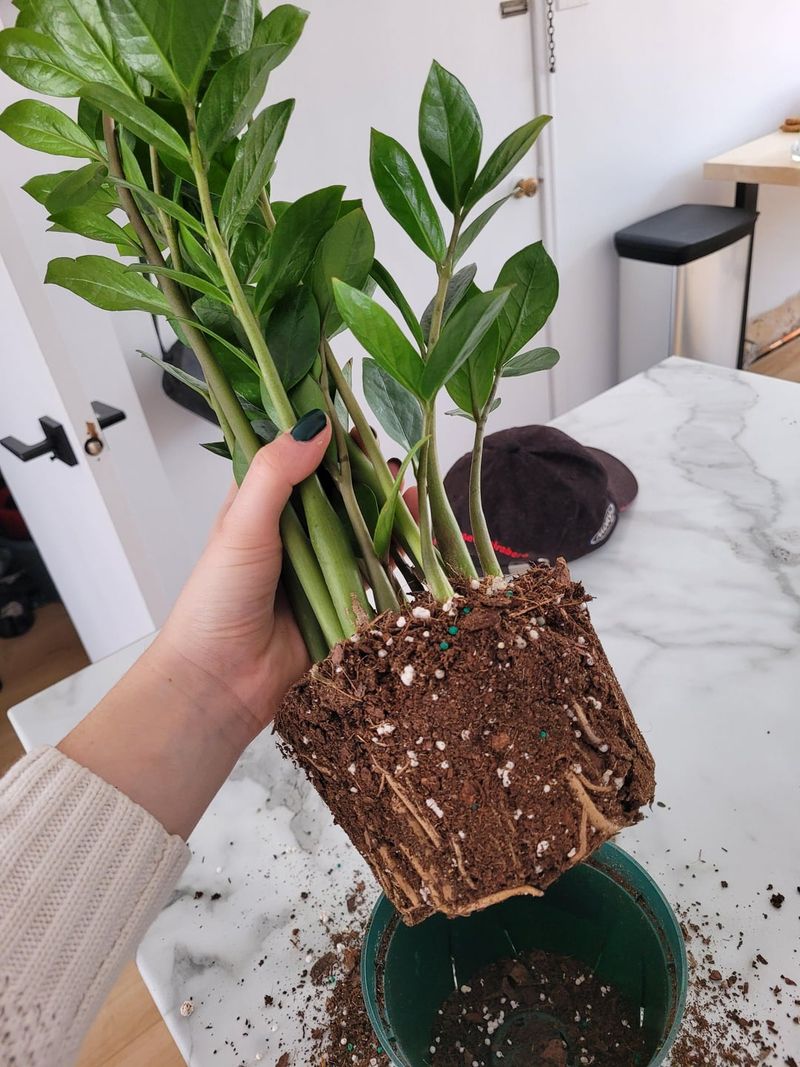 Repot Into A Slightly Larger Container