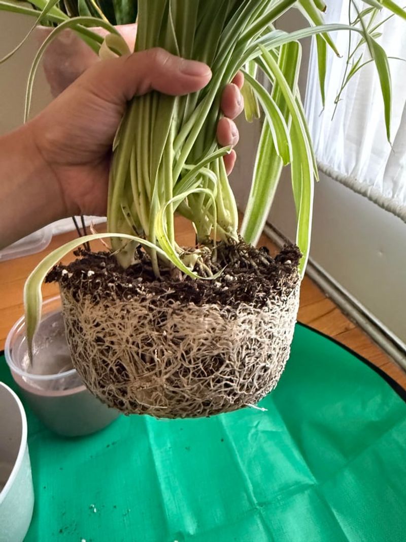 Repot Into A Slightly Wider Container Repot Into A Slightly Wider Container
