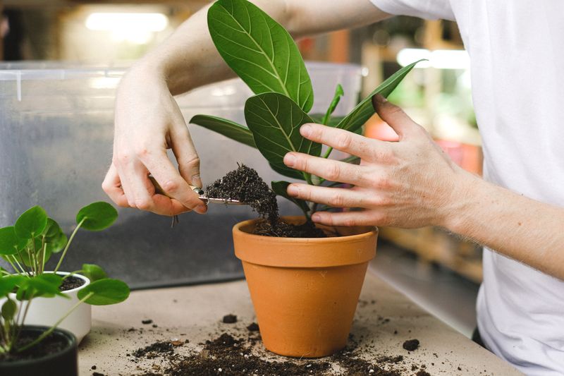Repot Into Fresh Potting Mix Repot Into Fresh Potting Mix