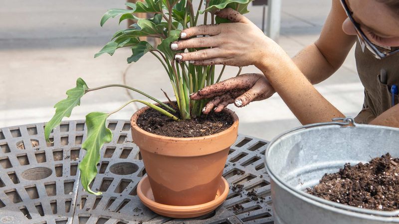 Repot Plants In Fresh Potting Mix