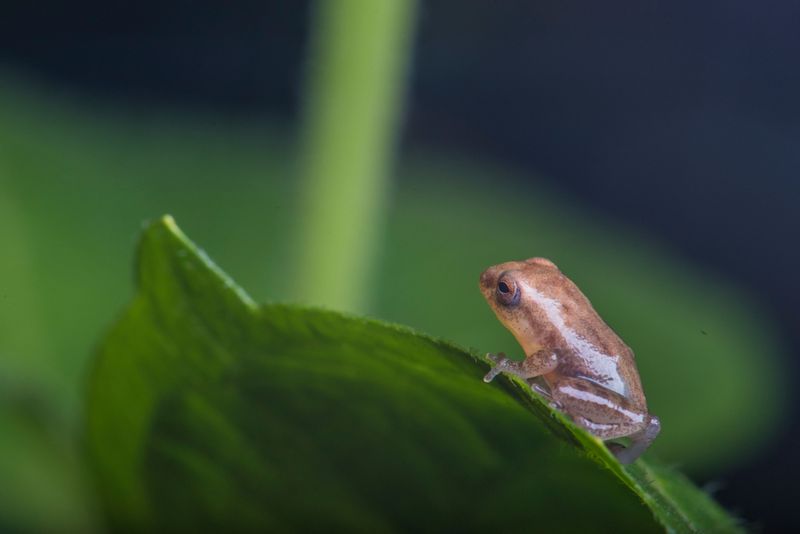 Reptile And Amphibian Young Face Risks Too Reptile And Amphibian Young Face Risks Too