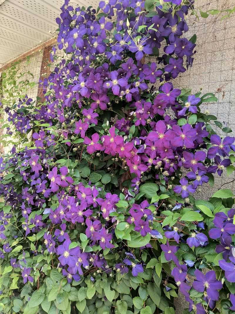 Rescue An Overgrown Vine One Season At A Time Rescue An Overgrown Vine One Season At A Time