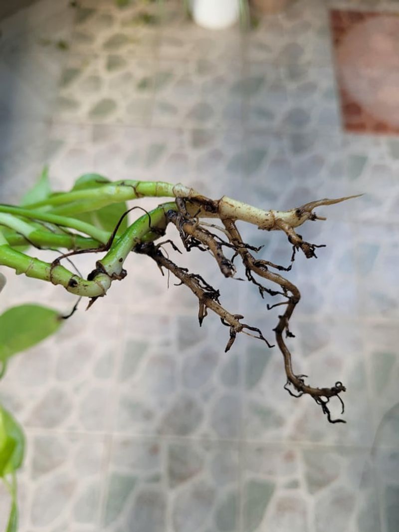 Rescue Soggy Roots From Rot