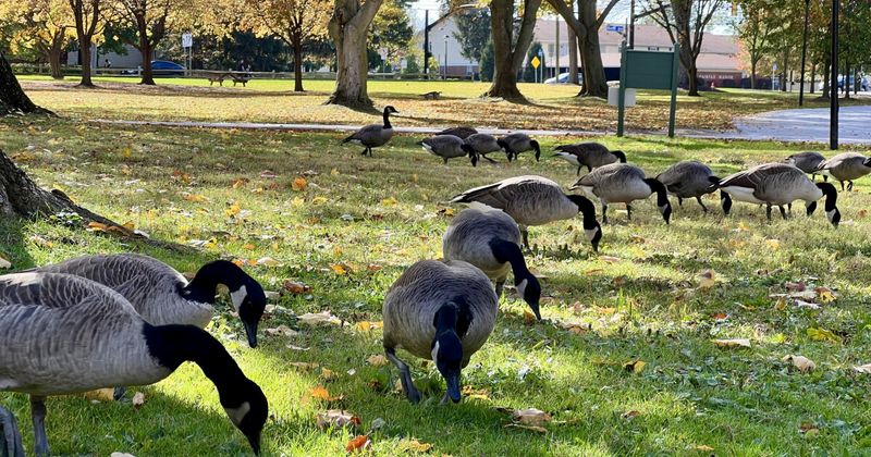 Resident Flocks Can Draw Migrants In Resident Flocks Can Draw Migrants In