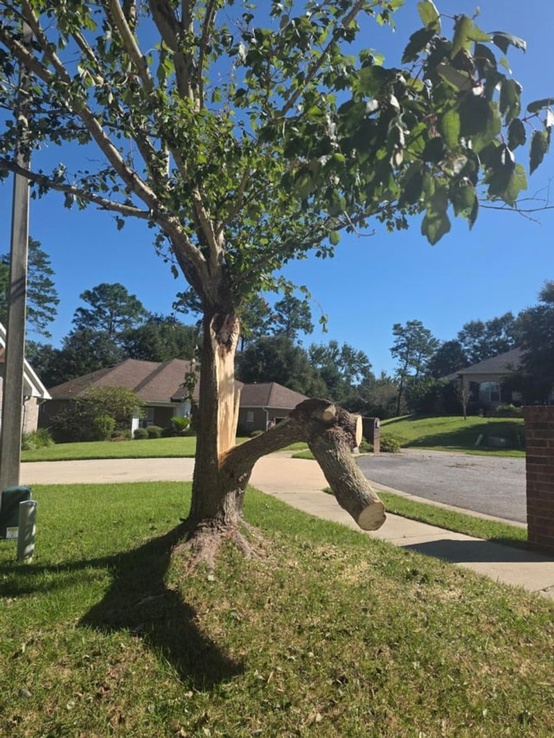 Resist The Urge To Prune Everything Right Away Resist The Urge To Prune Everything Right Away