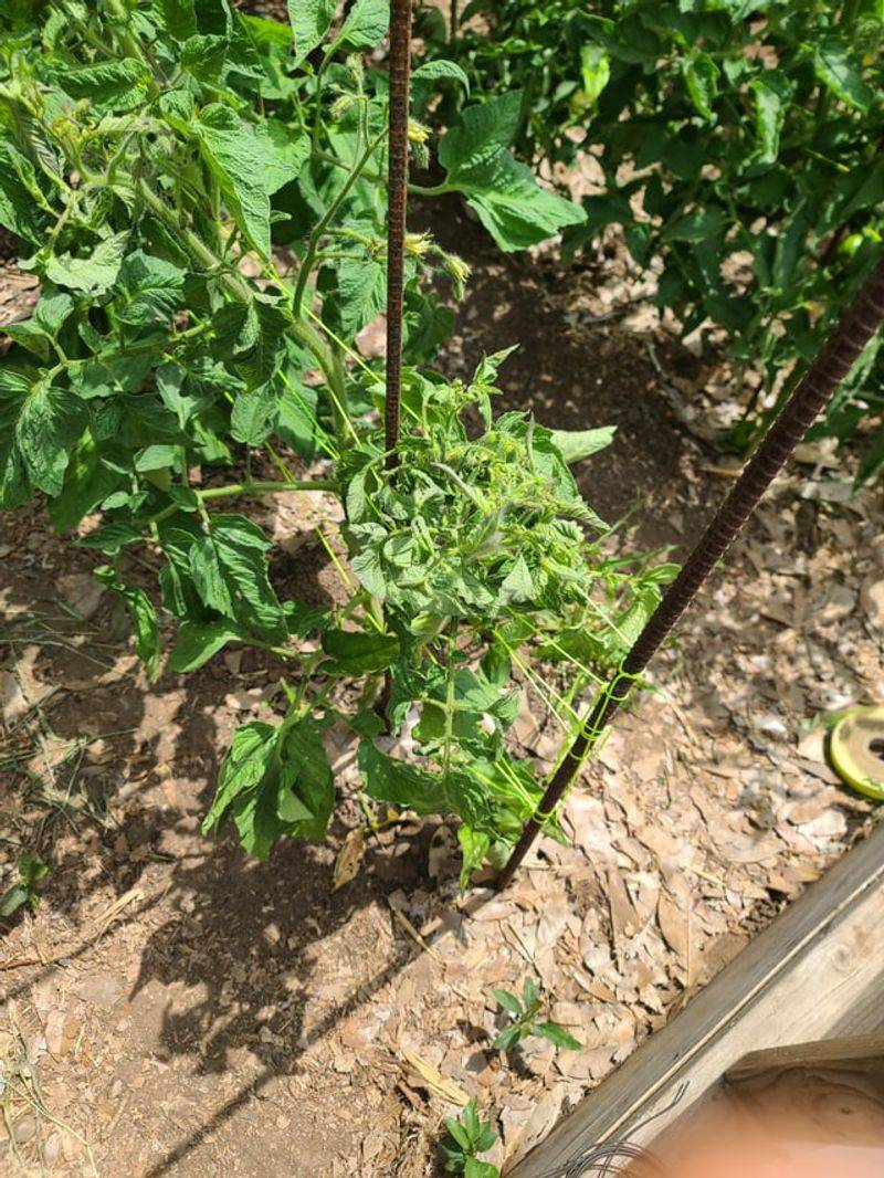 Resistant Varieties Help Reduce Virus And Nematode Problems