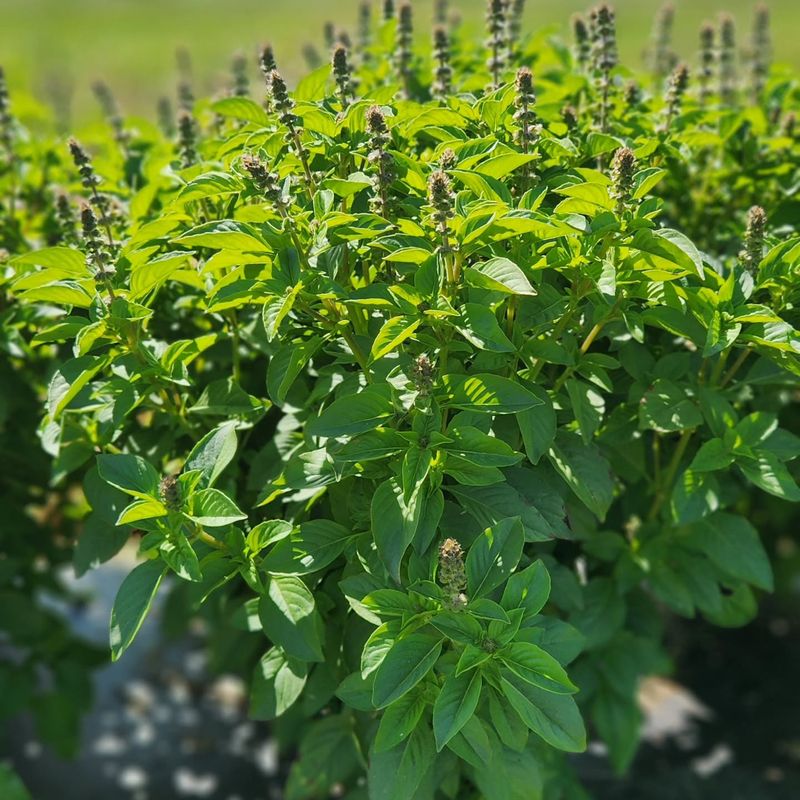 Resistant Varieties Like Prospera Can Reduce Mildew Trouble