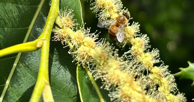 Restoring Chestnuts Could Bring Back Rare Bees Too
