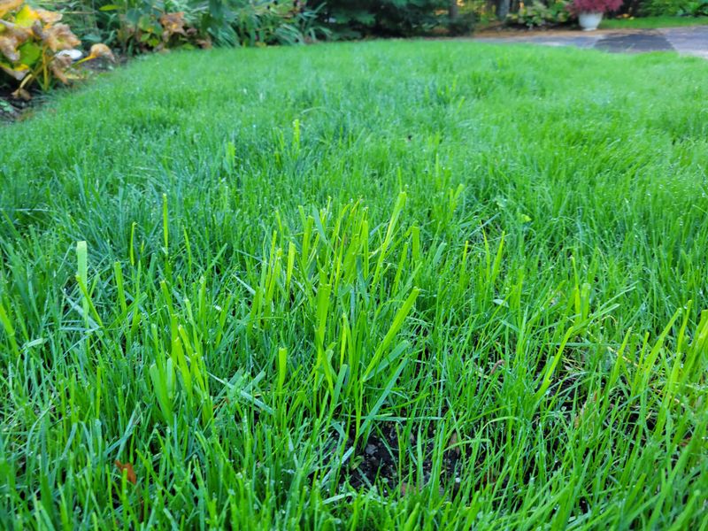 Results That Guide Fall Lawn Fertilizing