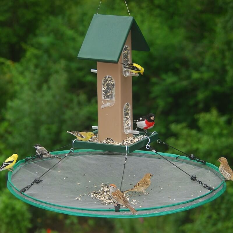 Rethink Your Bird Feeders Rethink Your Bird Feeders