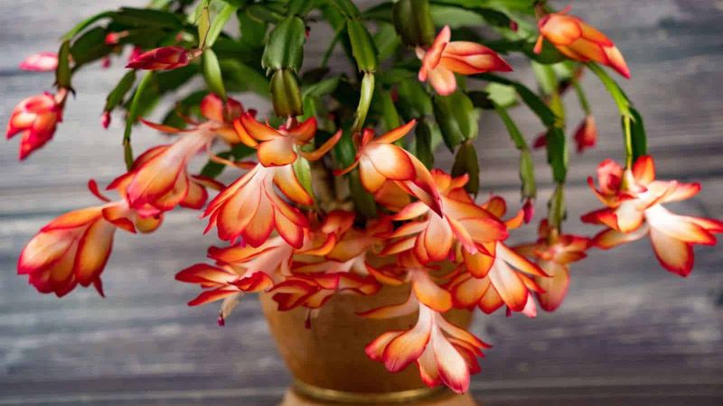 Return To Regular Watering With Spring Growth Return To Regular Watering With Spring Growth