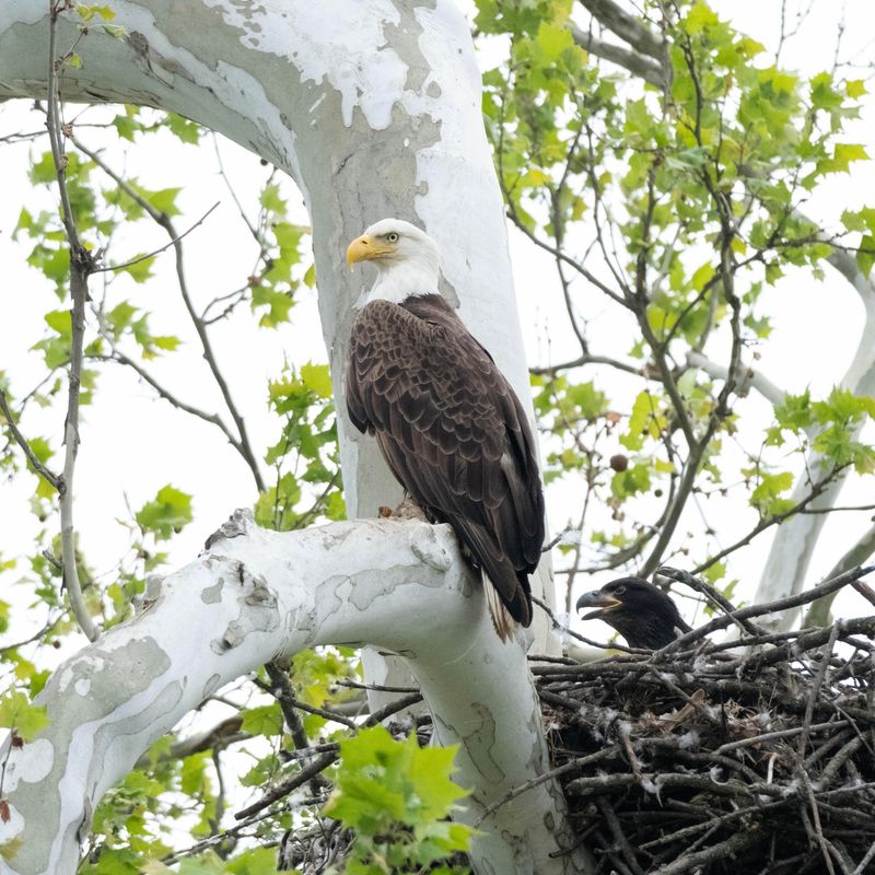Returning Pairs Often Reuse The Same Nest For Several Years