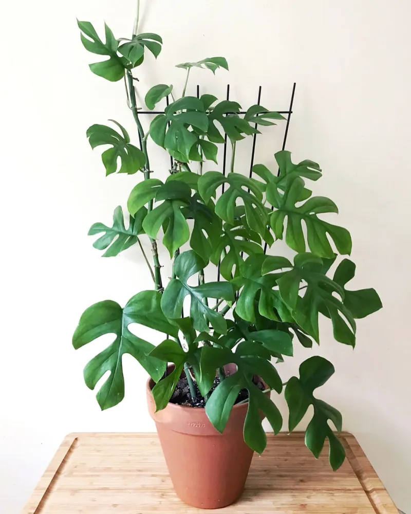 Rhaphidophora Tetrasperma