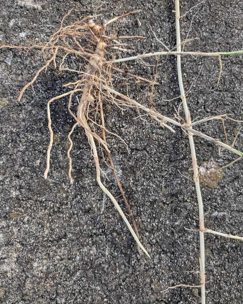 Rhizome Fragments Can Start New Plants