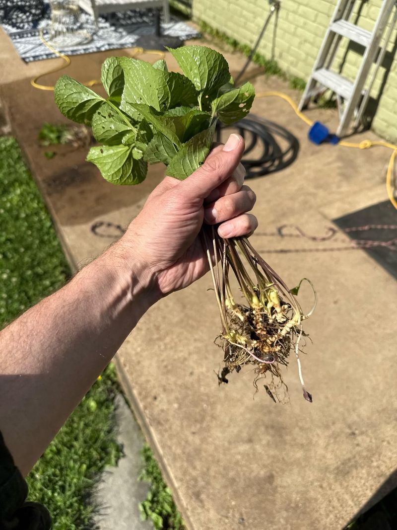 Rhizome Networks Beneath Indiana Turf