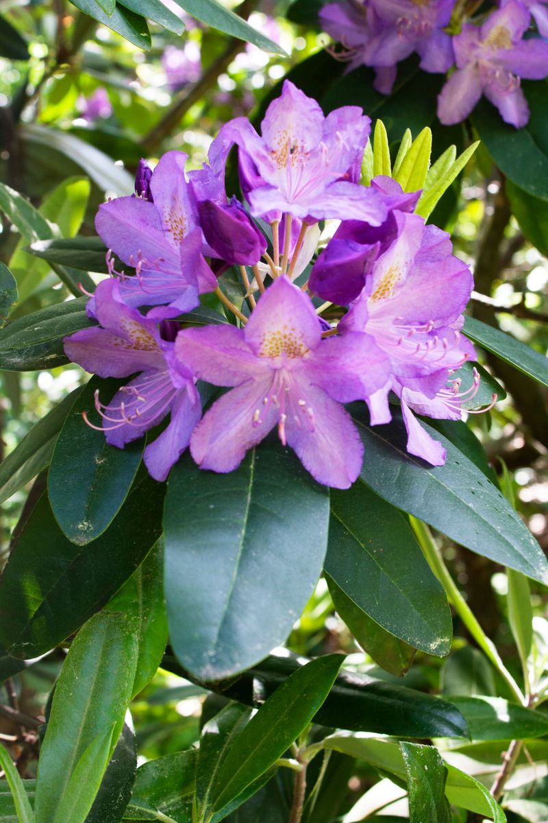 Rhododendron