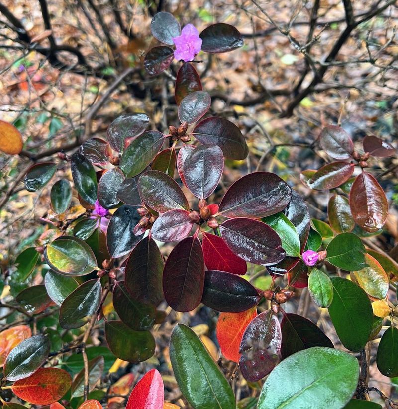 Rhododendrons And Azaleas Have Set Their Buds Rhododendrons And Azaleas Have Set Their Buds
