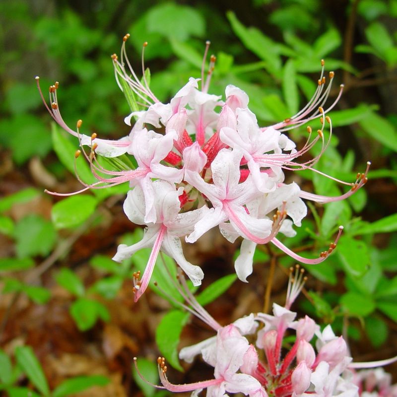 Rhododendrons And Azaleas