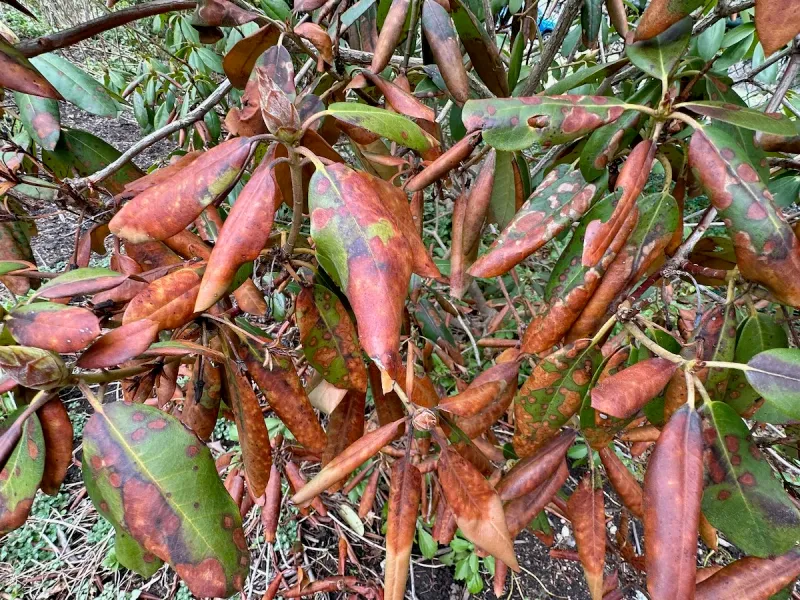 Rhododendrons Need Steady Moisture Year Round Rhododendrons Need Steady Moisture Year Round