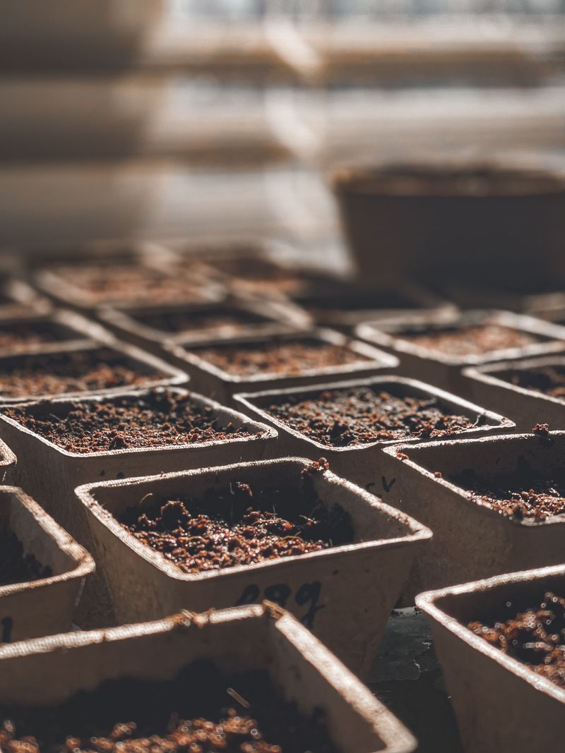 Rich Potting Mix And Other Moisture Mistakes