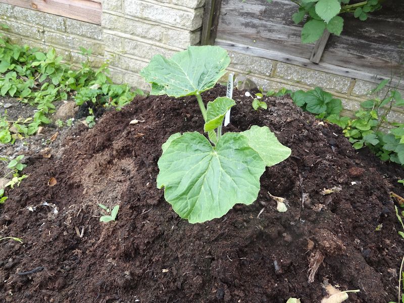 Rich Soil And Steady Feeding Fuel The Growth