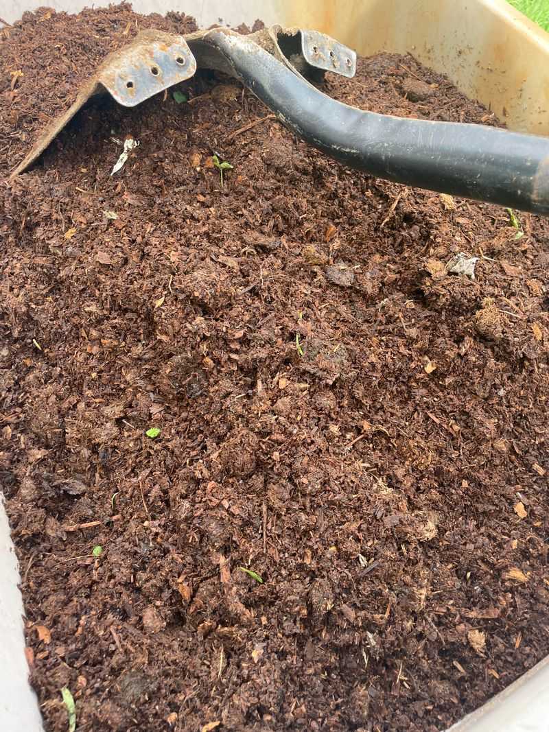 Rich Well-Drained Soil With Morning Sun