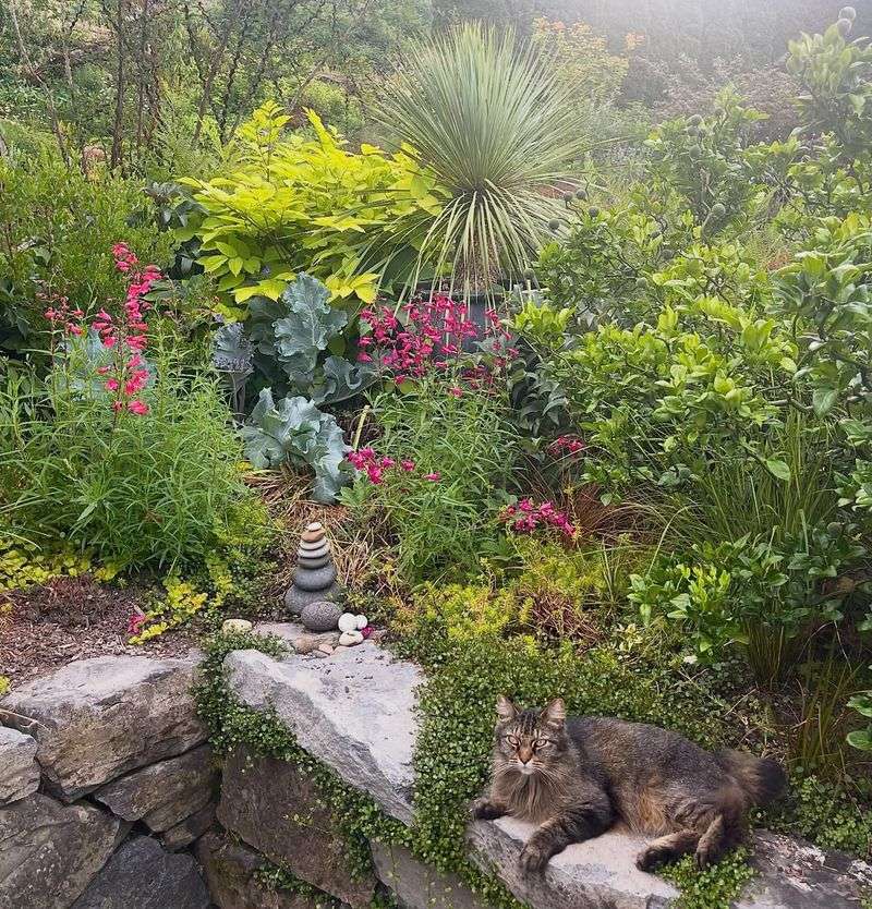 Right Next To Dense Shrubs Where Cats Can Hide