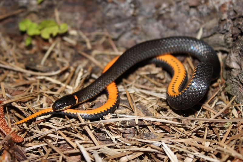 Ring-Necked Snakes Often Hide In Mulch Ring-Necked Snakes Often Hide In Mulch