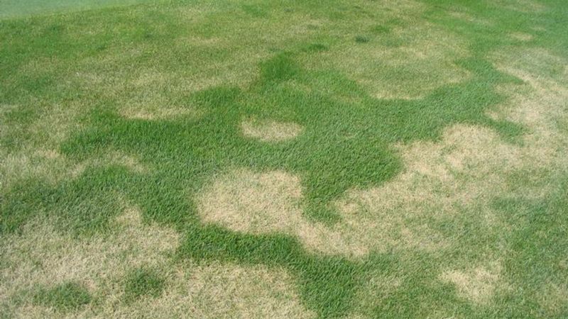 Rings Or Crescents Appear In Turf Rings Or Crescents Appear In Turf