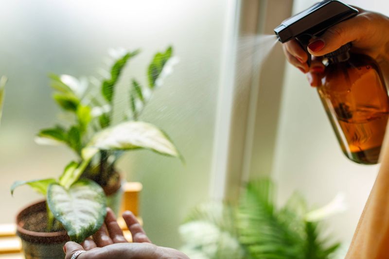 Rinse Foliage With A Gentle Water Spray