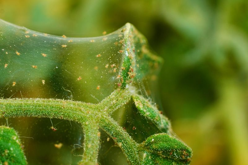 Rinse Leaves To Knock Off Mites And Aphids Rinse Leaves To Knock Off Mites And Aphids