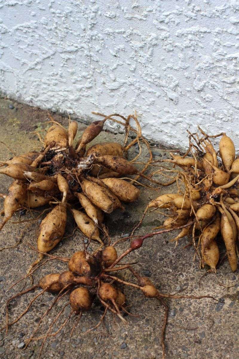 Rinse Off The Soil And Dry Them Gently